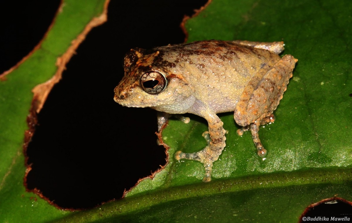 Pseudophilautus mittermeieri Megaskumbura & Manamendra-Arachcchi, 2005